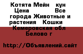 Котята Мейн - кун › Цена ­ 19 000 - Все города Животные и растения » Кошки   . Кемеровская обл.,Белово г.